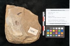 Foto (Objekt + Etikett) von Plantae indet.  (NHMW-GEO-2024-0188-11420)